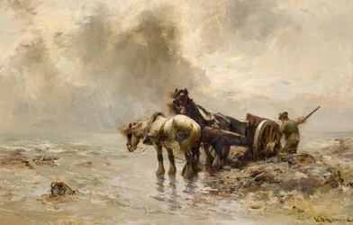 Raccolta di Alghe