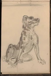 Ritratto di un Cane