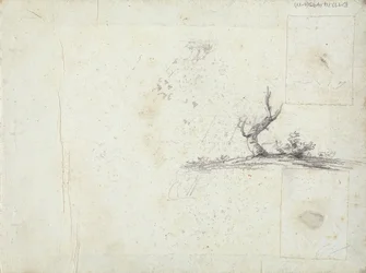 copertina interna anteriore: Schizzo di un albero (invertito)