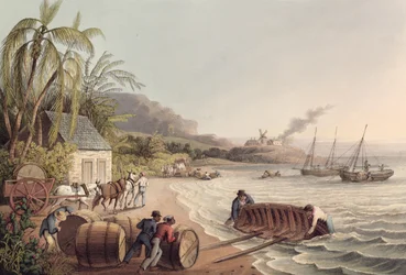 Caricamento di Barili di Rum e Zucchero, Antigua