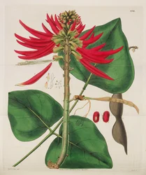 Botanical Magazine, 1787-1833