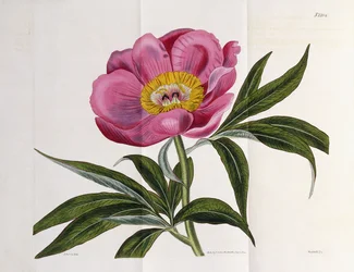 Illustrazione, Numero 2264, da "The Botanical Magazine", 1787-1826