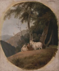 Capre del Kashmir