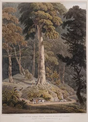 Vista del Grande Albero, Isola del Principe di Galles