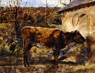 Un vitello