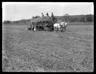 Lavoratori agricoli che caricano fieno su un carro trainato da cavalli, McCready Farm, Contea di Crawford, Pennsylvania, c.1913