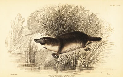 Ornitorinco, Ornithorhynchus anatinus