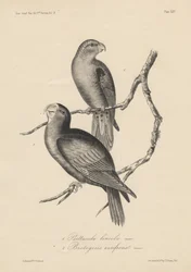 1. Psittacula lineola e 2. Brotogeris aurifrons, litografia di J.T. Bowen, 1850