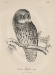 Syrnium Albogularis, litografia di J.T. Bowen, 1850