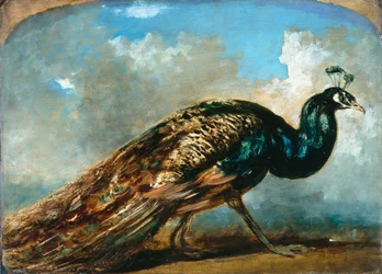 Studio di un pavone