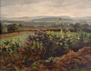 Fiori Selvatici