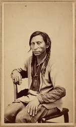 Lupo grigio, anni 1860 (foto)