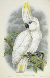 Cacatua dagli occhi azzurri