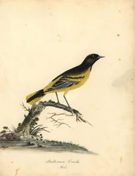 Oriolo di Baltimora, Icterus galbula. (Oriolo di Baltimora, Oriolus baltimore) Incisione a mano colorata di un