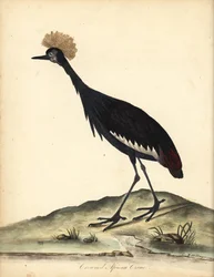 Gru coronata nera, Balearica pavonina