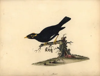 Myna collina comune, Gracula religiosa. Incisione a mano colorata di William Hayes da Portraits of Rare and Curious Birds from the Menagery of Osterly Park