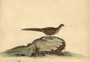 Fagiano dorato o cinese, Chrysolophus pictus, femmina