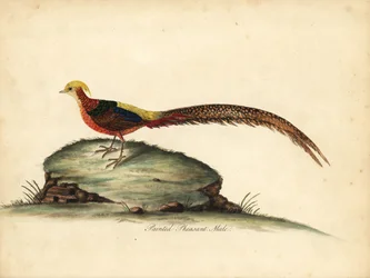 Fagiano dorato o cinese, Chrysolophus pictus, maschio. Incisione a mano colorata di un