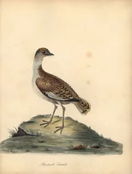 Grande otarda, Otis tarda, femmina. Incisione a mano colorata di William e Emily Hayes da Portraits of Rare and Curious Birds from the Menagery of Osterly Park
