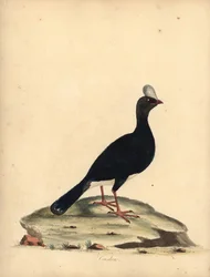 Curassow cornuto, Pauxi unicornis. Incisione a mano colorata di William Hayes da Portraits of Rare and Curious Birds from the Menagery of Osterly Park