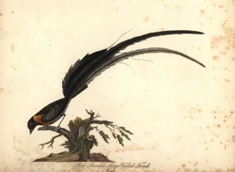 Vedova del paradiso dalla coda lunga, Vidua paradisaea, maschio. (Fringuello dalla coda lunga e dal petto rosso, Emberiza paradisaea) Illustrazione di William Hayes tratta da Portraits of Rare and Curious Birds from the Menagery of Osterly Park, Lo