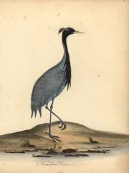 Mademoiselle gru, Anthropoides virgo (Gru numidica, Ardea virgo). Incisione a mano colorata di un