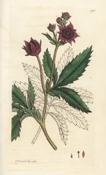 Cinquefoil di palude, Comarum palustre. Incisione a mano colorata da James Sowerby da 