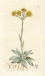 Senecione montano, Tephroseris integrifolia (Cineraria integrifolia). Incisione a mano colorata su rame di James Sowerby da English Botany di James Smith, Londra