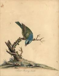 Pettirosso dipinto, Passerina ciris, femmina (incisione di William Hayes da 