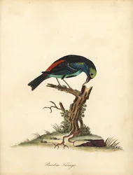 Tangara del paradiso, Tangara chilensis