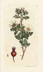 Rosa spinosa, Rosa spinosissima