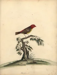 Avadavat rosso, Amandava amandava. Incisione a mano colorata di William Hayes da Portraits of Rare and Curious Birds from the Menagery of Osterly Park