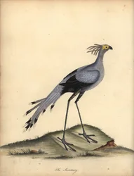 Serpentario, Sagittarius serpentarius. Incisione a mano colorata di William Hayes da Portraits of Rare and Curious Birds from the Menagery of Osterly Park