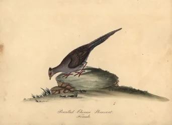 Fagiano argentato, Lophura nycthemera, femmina. Incisione a mano colorata di Matilda Hayes da Portraits of Rare and Curious Birds from the Menagery of Osterly Park