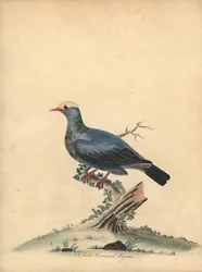 Piccione incoronato bianco, Patagioenas leucocephala. Incisione a mano colorata di William Hayes da Portraits of Rare and Curious Birds from the Menagery of Osterly Park