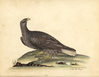 Aquila di mare codabianca, Haliaeetus albicilla (Erne, Aquila albicilla). Incisione su rame colorata a mano di un