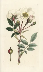 Rosa canina, Rosa arvensis
