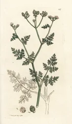 Fiore di pizzo bianco, Orlaya grandiflora