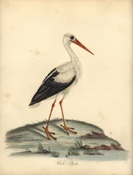 Cicogna bianca, Ciconia ciconia (incisione di William Hayes e Matilda Hayes da 