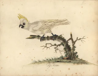 Cacatua a cresta gialla, Cacatua sulphurea