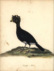 Curassow dal pomello giallo, Crax daubentoni, maschio. Incisione a mano colorata di C. Hayes da Portraits of Rare and Curious Birds from the Menagery of Osterly Park