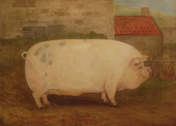 «Jumbo», 16 mesi, 41 stone, allevato da J. Young, Newholm, Yorkshire, 1886