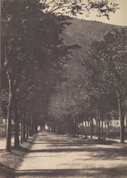 Viale di alberi, Pau, 1854