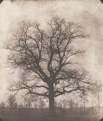 Un albero di quercia in inverno, c.1892-93
