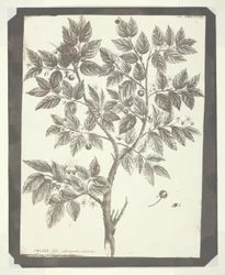 Copia di incisione botanica di "Celtis"