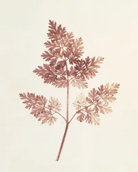 Fronde di foglie, 1843