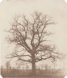 Quercia
