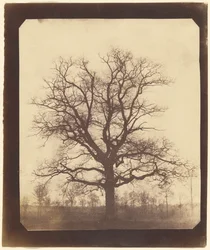 Quercia in inverno