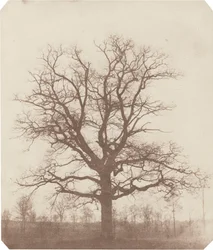 Albero di quercia, metà del 1840 (foto)
