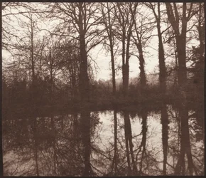 Alberi invernali riflessi in uno stagno